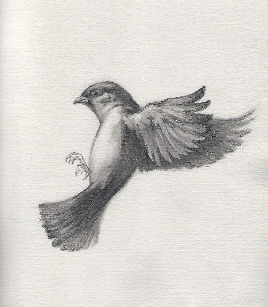 Melissa Kennedy artwork 'Untitled (Eurasian Tree Sparrow)' at Gallery78 Fredericton, New Brunswick