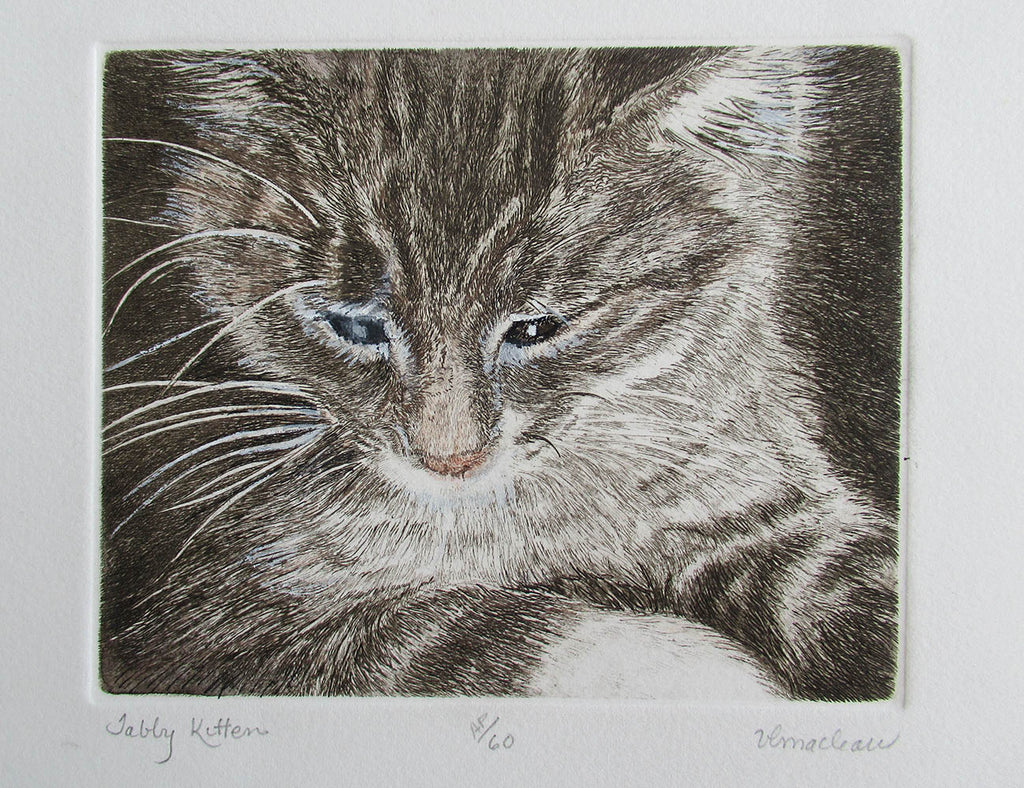 Vicki MacLean artwork 'Tabby Kitten' at Gallery78 Fredericton, New Brunswick