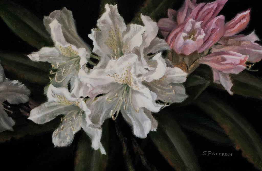Susan Paterson artwork 'White Rhododendron' at Gallery78 Fredericton, New Brunswick