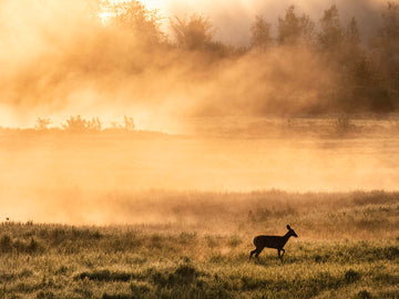 James Wilson artwork 'Deer in Morning Mist' at Gallery78 Fredericton, New Brunswick