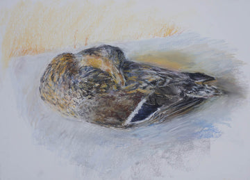 Stephen May artwork 'Duck' at Gallery78 Fredericton, New Brunswick