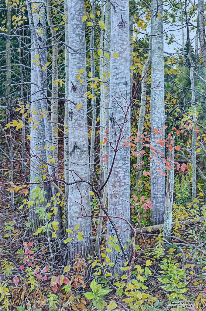 Anna Syperek artwork 'Elephant Poplars' at Gallery78 Fredericton, New Brunswick