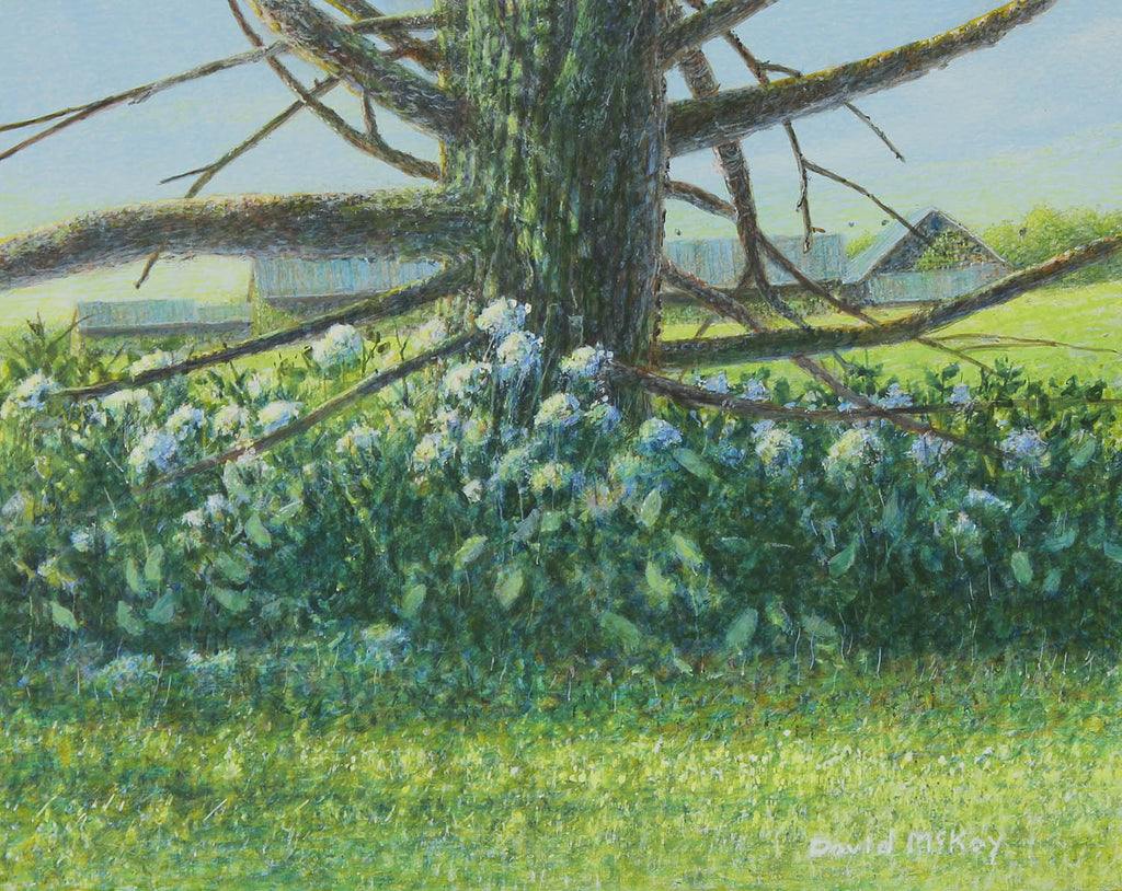 David McKay artwork 'Generational Hydrangeas' at Gallery78 Fredericton, New Brunswick