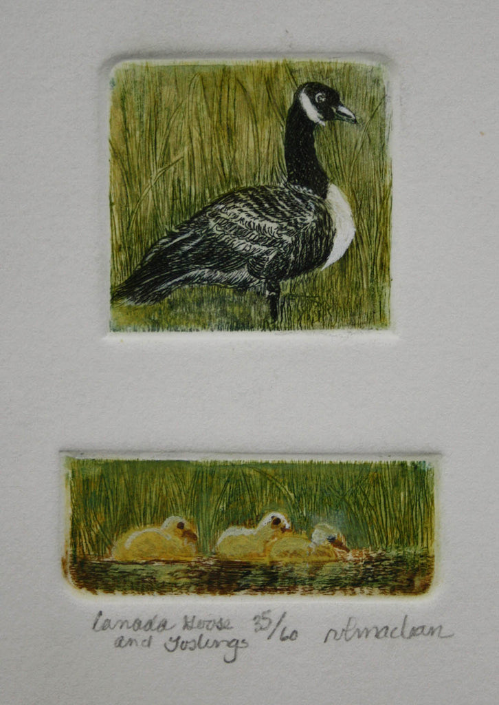 Vicki MacLean artwork 'Canada Goose and Goslings' at Gallery78 Fredericton, New Brunswick