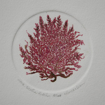 Vicki MacLean artwork 'Nova Scotia Heather' at Gallery78 Fredericton, New Brunswick