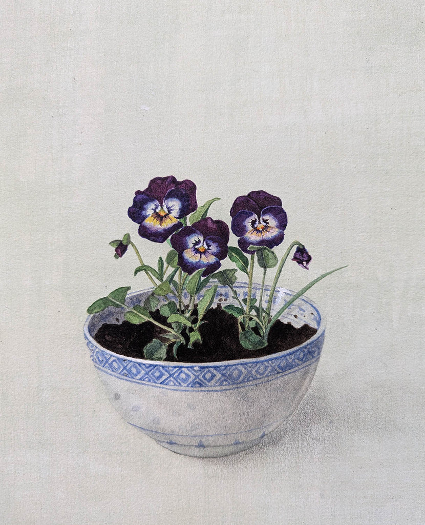 Cathy Ross artwork 'Pansies' at Gallery78 Fredericton, New Brunswick