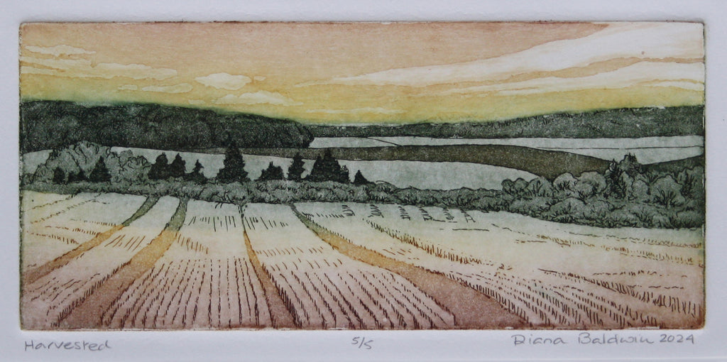 Diana Baldwin artwork 'Harvested' at Gallery78 Fredericton, New Brunswick