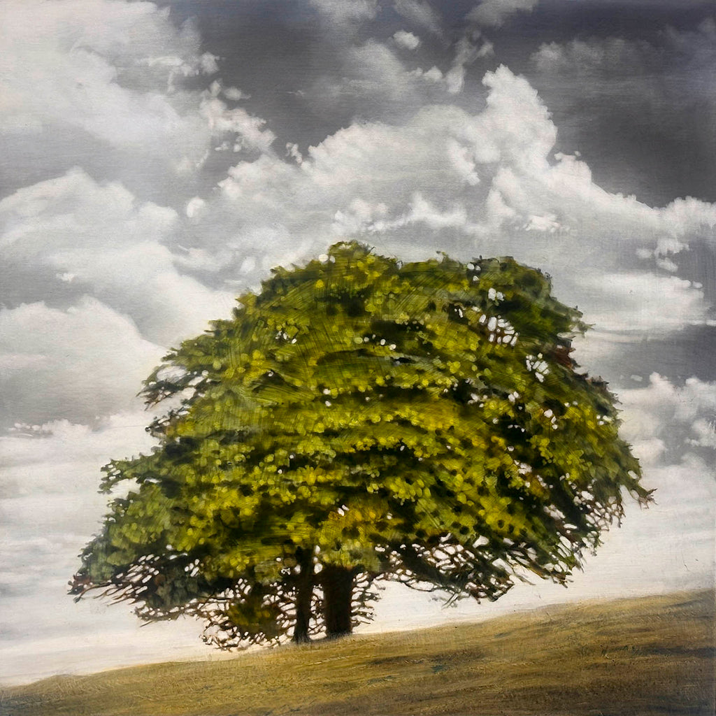 Stephen Hutchings artwork 'Tree With Cloudy Sky' at Gallery78 Fredericton, New Brunswick