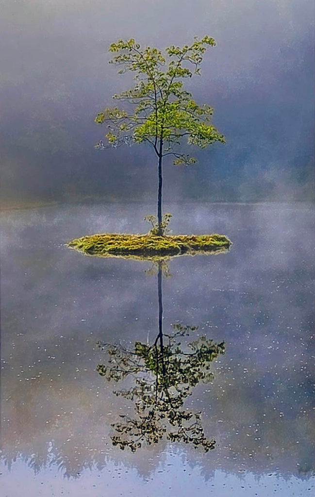 James Wilson artwork 'Little Island Tree' at Gallery78 Fredericton, New Brunswick