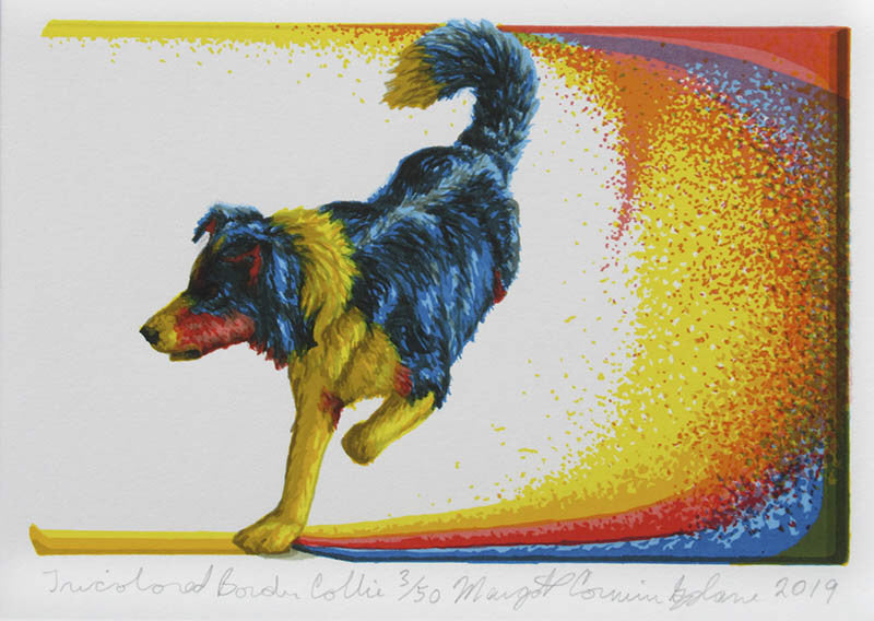 Margot Cormier Splane artwork 'Tricolored Border Collie' at Gallery78 Fredericton, New Brunswick