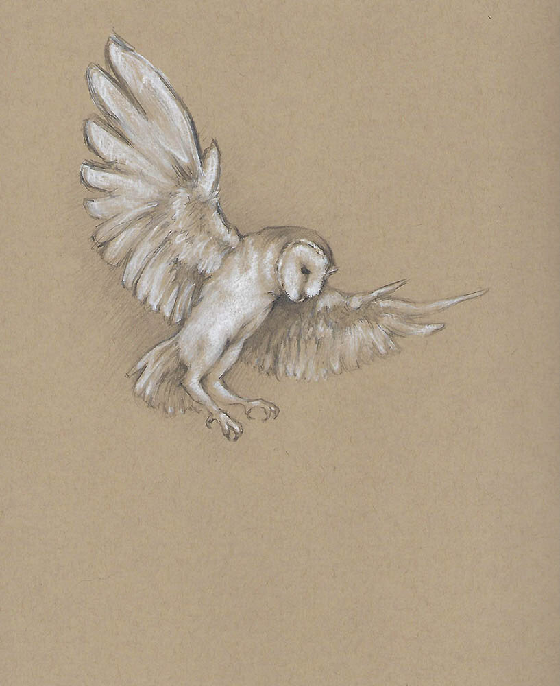 Melissa Kennedy artwork 'Untitled (Flying Barn Owl)' at Gallery78 Fredericton, New Brunswick