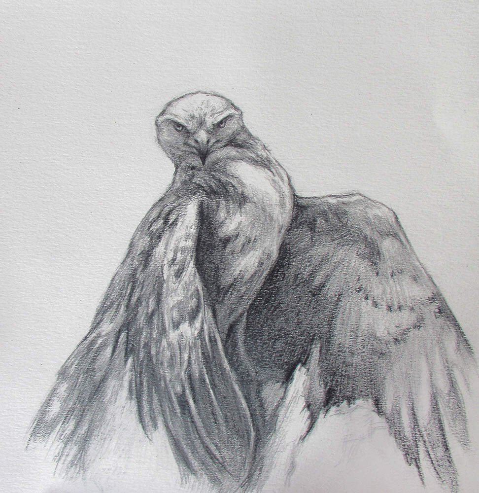 Melissa Kennedy artwork 'Untitled (Perched Northern Harrier)' at Gallery78 Fredericton, New Brunswick