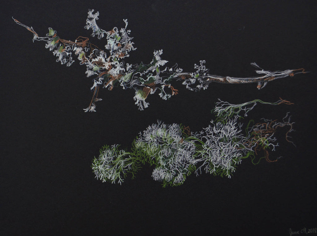 Barbara Safran de Niverville artwork 'Tree Lichens Study' at Gallery78 Fredericton, New Brunswick