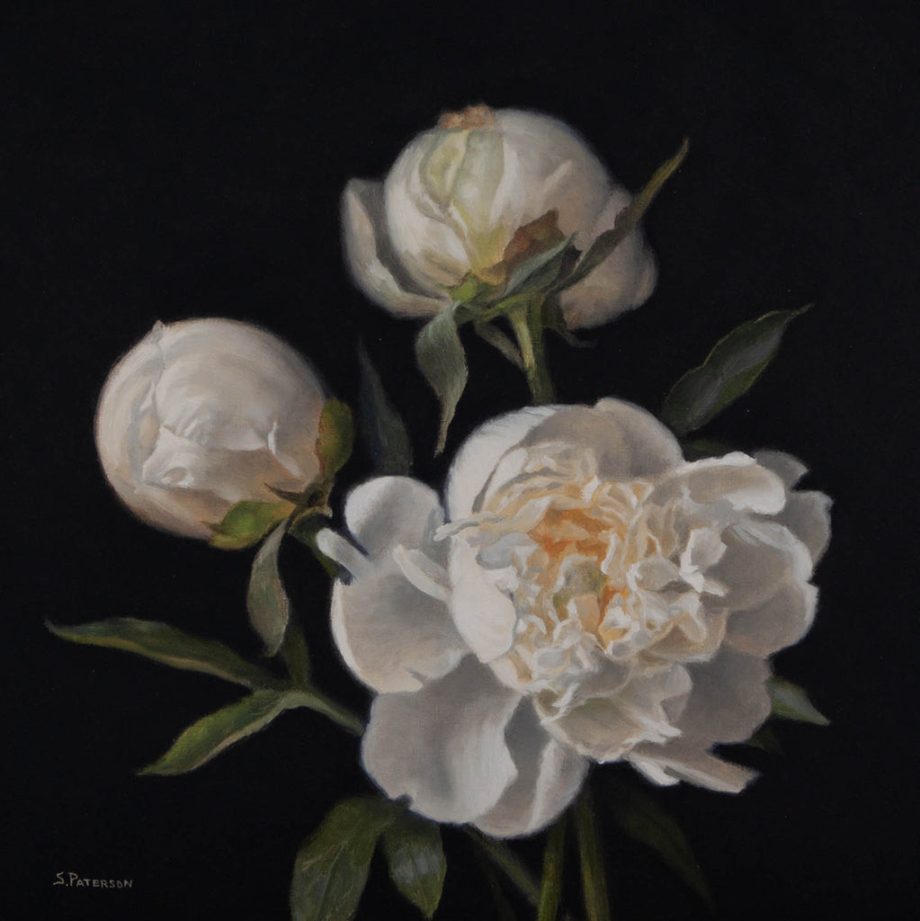 Susan Paterson artwork 'Opening Peonies' at Gallery78 Fredericton, New Brunswick