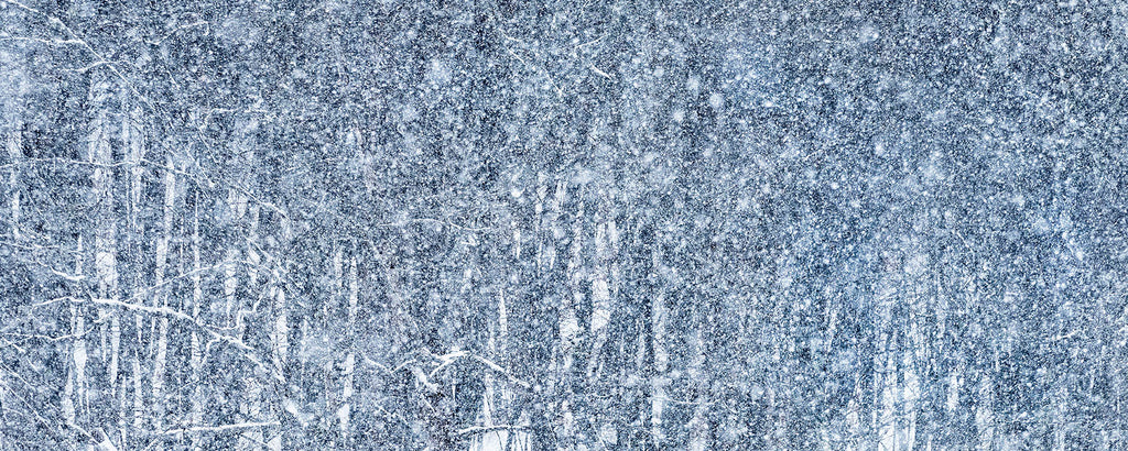 James Wilson artwork 'Forest Snowfall' at Gallery78 Fredericton, New Brunswick