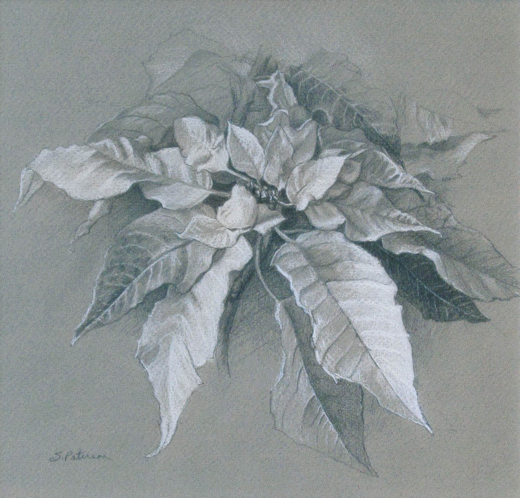 Susan Paterson artwork 'White Poinsettia' at Gallery78 Fredericton, New Brunswick