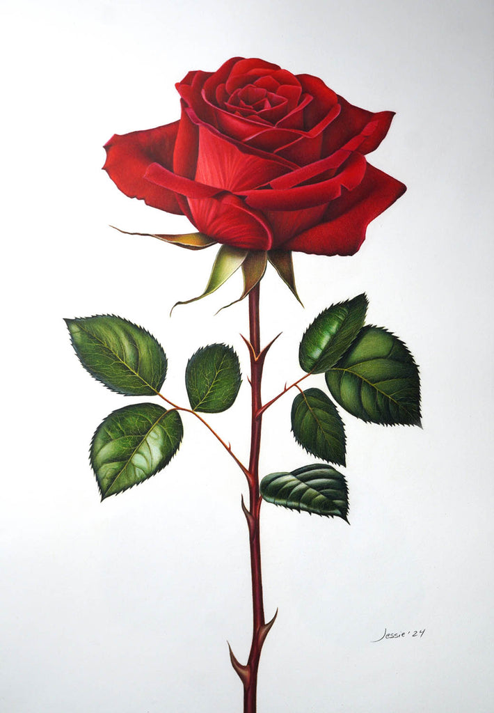 Jessie Babin artwork 'Red Rose' at Gallery78 Fredericton, New Brunswick