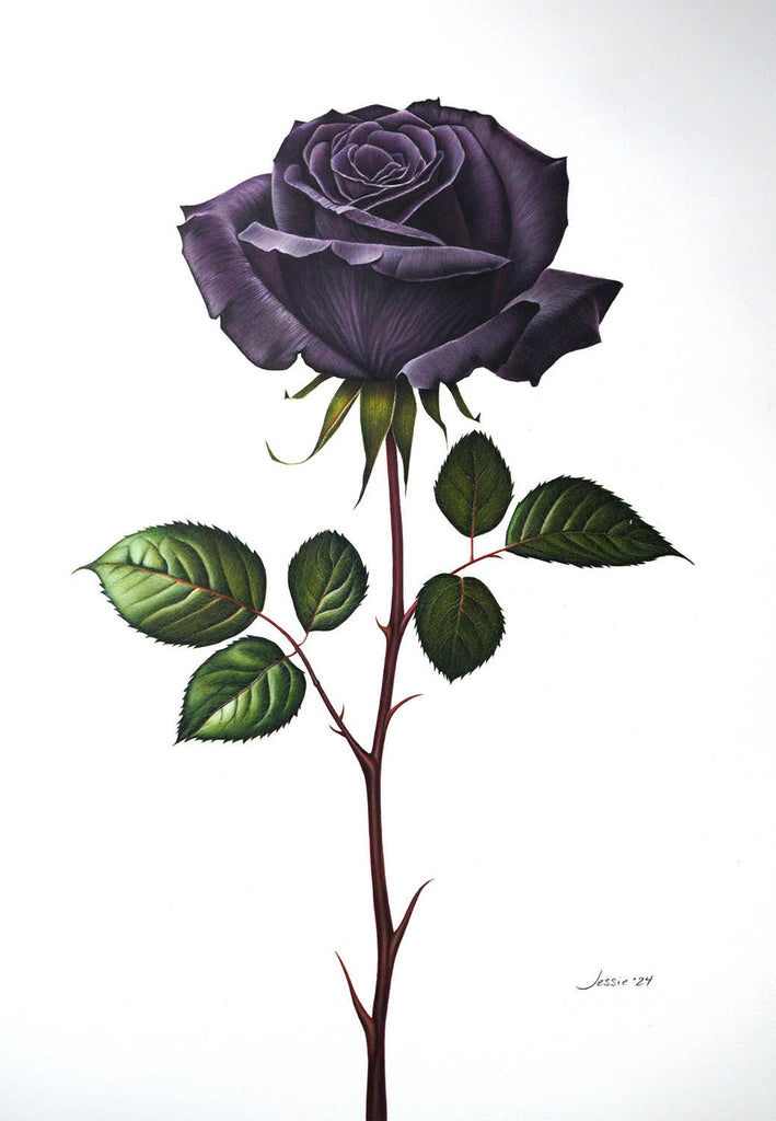Jessie Babin artwork 'Black Rose' at Gallery78 Fredericton, New Brunswick